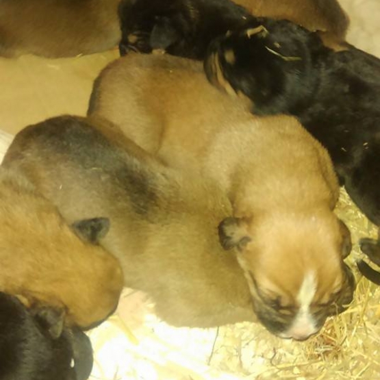Image pour l'annonce A reserver chiots types Boxer