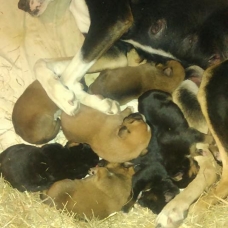 Image pour l'annonce A reserver chiots types Boxer
