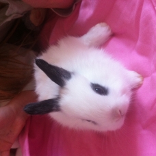 Image pour l'annonce bebes lapins de 2 mois