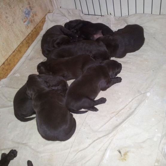 Image pour l'annonce chiot type labrador CHOCOLAT
