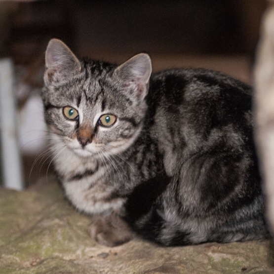 Image pour l'annonce 3 Chatons à donner