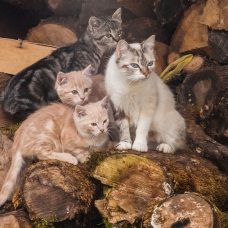 Image pour l'annonce 3 Chatons à donner