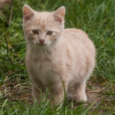 Image pour l'annonce 3 Chatons à donner