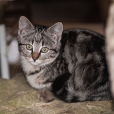Image pour l'annonce 3 Chatons à donner