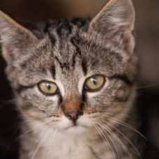 Image pour l'annonce 3 Chatons à donner