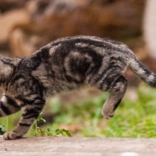 Image pour l'annonce 3 Chatons à donner