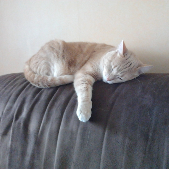 Image pour l'annonce Urgent: donne chat croisé chartreux