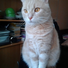 Image pour l'annonce Urgent: donne chat croisé chartreux