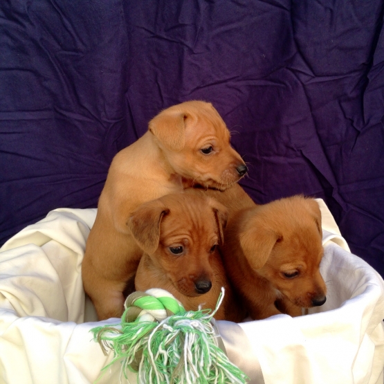 Image pour l'annonce Vends chiots d'apparence pinscher nain
