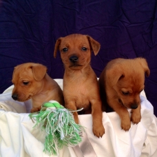 Image pour l'annonce Vends chiots d'apparence pinscher nain