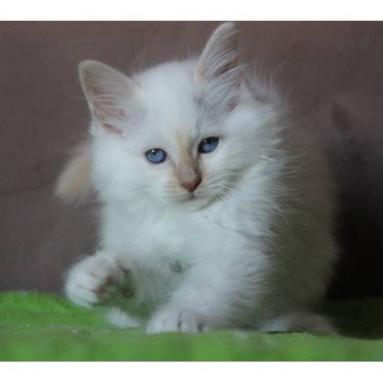 Image pour l'annonce Donne Chaton de type Birmanie femelle