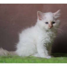 Image pour l'annonce Donne Chaton de type Birmanie femelle