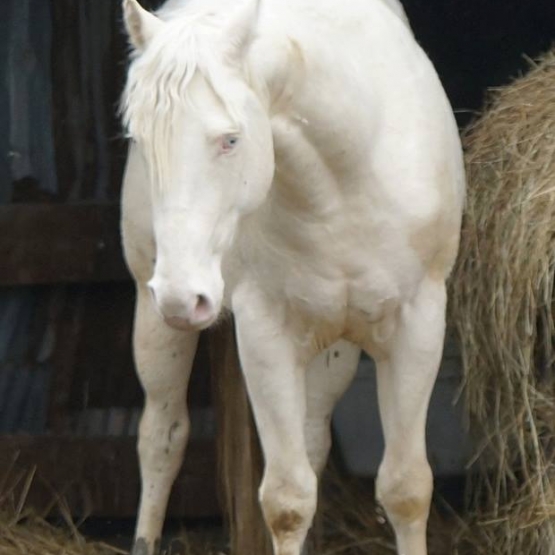 Image pour l'annonce Vente saillies race crème