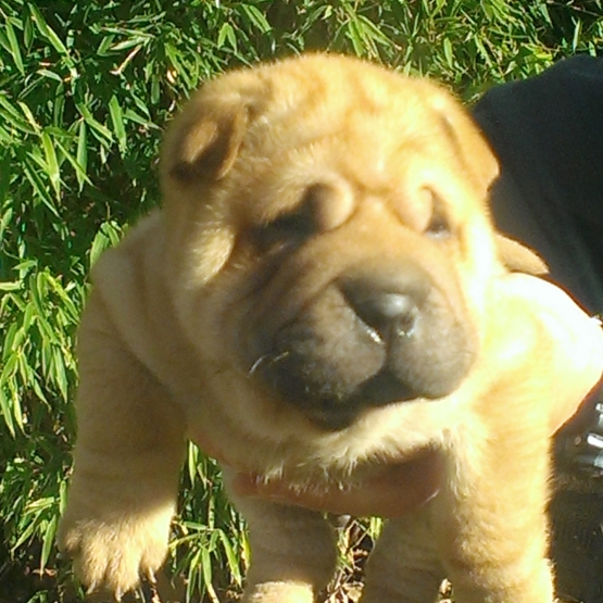 Image pour l'annonce vend chiot shar pei non Lof