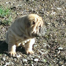 Image pour l'annonce vend chiot shar pei non Lof