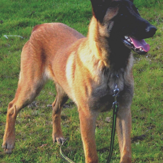 Image pour l'annonce Malinois