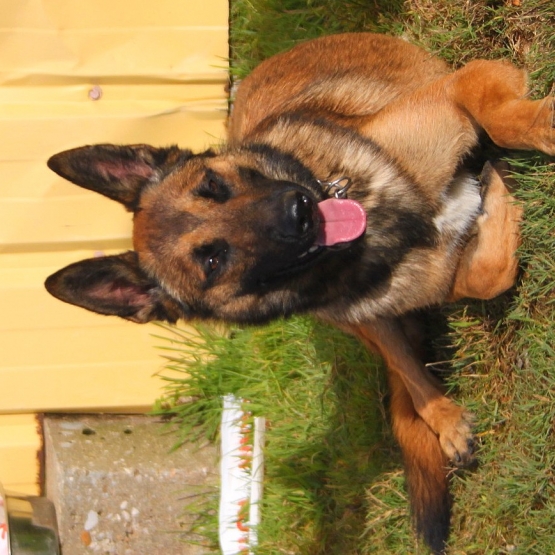 Image pour l'annonce Malinois