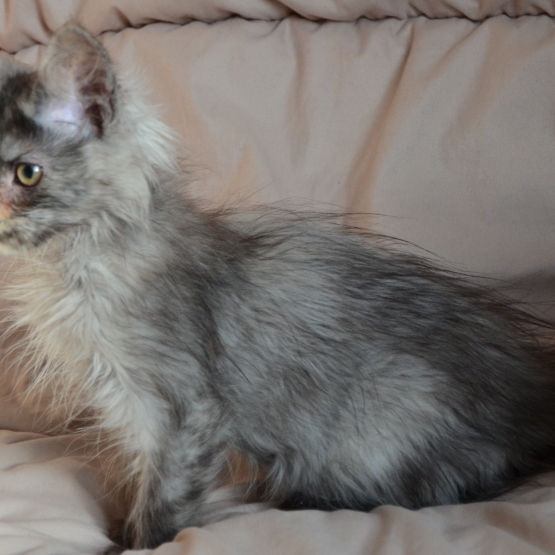 Image pour l'annonce Jill chaton femelle maine coon pure race LOOF