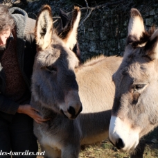 Image pour l'annonce Adorables ÂNONS type Provence... à voir !