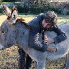 Image pour l'annonce Adorables ÂNONS type Provence... à voir !
