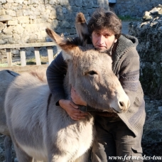 Image pour l'annonce Adorables ÂNONS type Provence... à voir !