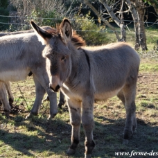 Image pour l'annonce Adorables ÂNONS type Provence... à voir !