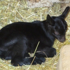 Image pour l'annonce Exceptionnelles CHEVRES ALPINES de sélection (compagnie / lait / débroussaillage)