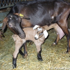 Image pour l'annonce Exceptionnelles CHEVRES ALPINES de sélection (compagnie / lait / débroussaillage)