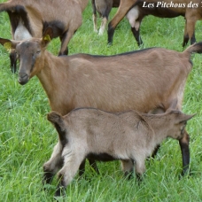 Image pour l'annonce Exceptionnelles CHEVRES ALPINES de sélection (compagnie / lait / débroussaillage)