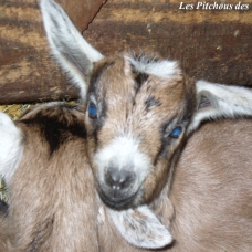 Image pour l'annonce Exceptionnelles CHEVRES ALPINES de sélection (compagnie / lait / débroussaillage)