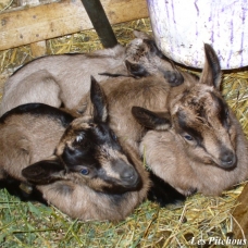 Image pour l'annonce Exceptionnelles CHEVRES ALPINES de sélection (compagnie / lait / débroussaillage)
