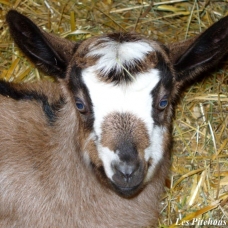 Image pour l'annonce Exceptionnelles CHEVRES ALPINES de sélection (compagnie / lait / débroussaillage)