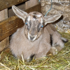 Image pour l'annonce Exceptionnelles CHEVRES ALPINES de sélection (compagnie / lait / débroussaillage)