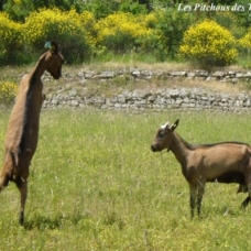 Image pour l'annonce Exceptionnelles CHEVRES ALPINES de sélection (compagnie / lait / débroussaillage)