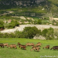 Image pour l'annonce Exceptionnelles CHEVRES ALPINES de sélection (compagnie / lait / débroussaillage)