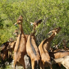 Image pour l'annonce Exceptionnelles CHEVRES ALPINES de sélection (compagnie / lait / débroussaillage)