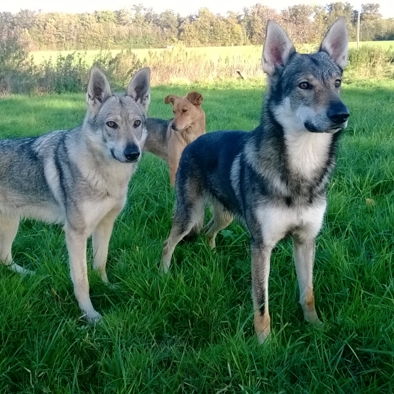 Image pour l'annonce chiots chien-loup Tchécoslovaque