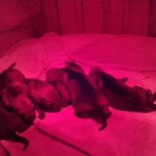 Image pour l'annonce chiots chien-loup Tchécoslovaque