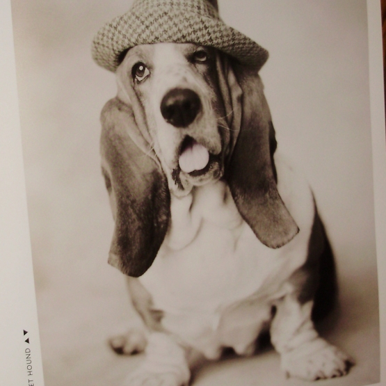 Image pour l'annonce Gueules de Chiens