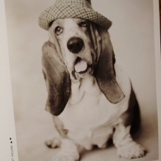 Image pour l'annonce Gueules de Chiens