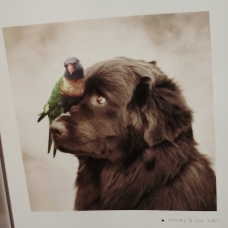 Image pour l'annonce Gueules de Chiens
