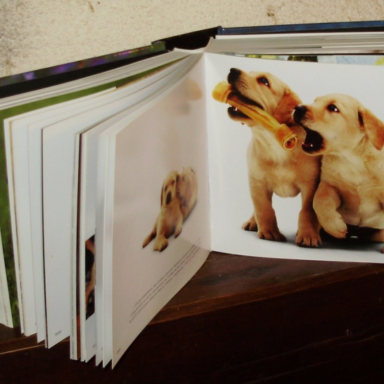 Image pour l'annonce Les Chiens (photographies)
