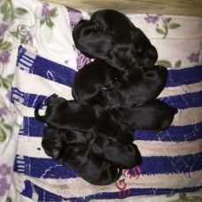 Image pour l'annonce chiots type retriever noirs