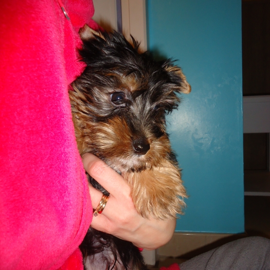 Image pour l'annonce Urgent!! Petit chiot yorksire cherche une maison rapidement!!!