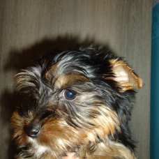Image pour l'annonce Urgent!! Petit chiot yorksire cherche une maison rapidement!!!