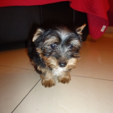 Image pour l'annonce Urgent!! Petit chiot yorksire cherche une maison rapidement!!!