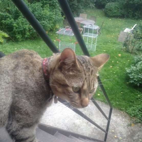 Image pour l'annonce COLLIER EN CUIR NEUF  POUR CHAT /Taille S  de 23 à 27 cms