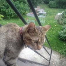 Image pour l'annonce COLLIER EN CUIR NEUF  POUR CHAT /Taille S  de 23 à 27 cms