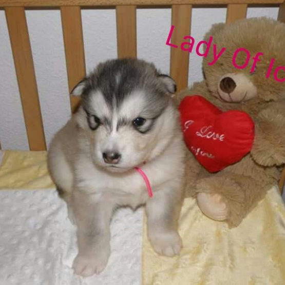 Image pour l'annonce Chiots Malamute de l'Alaska nés le 3 janvier