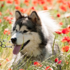 Image pour l'annonce Chiots Malamute de l'Alaska nés le 3 janvier